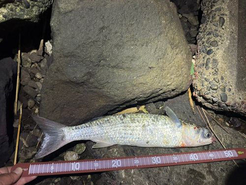 ボラの釣果