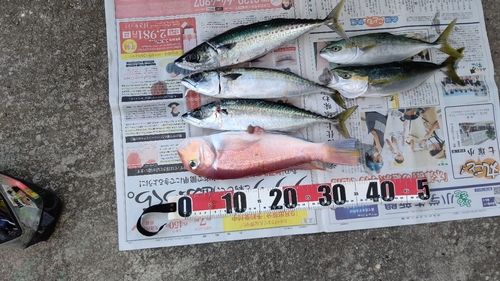 アマダイの釣果