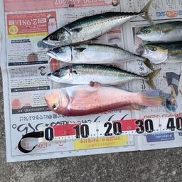 アマダイ