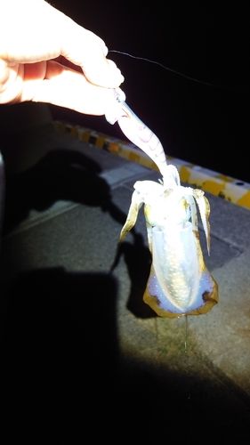 若狭高浜海釣り公園