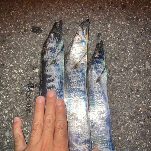タチウオの釣果