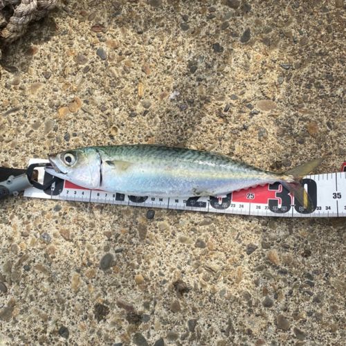 サバの釣果