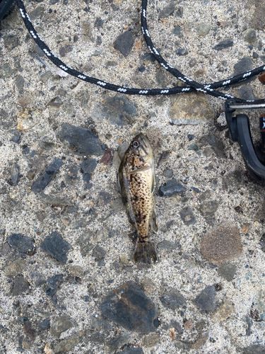 クロソイの釣果