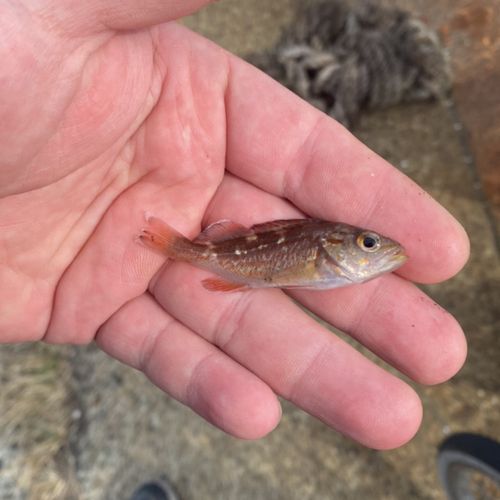 エゾメバルの釣果