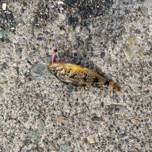 クロソイの釣果