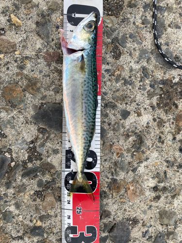 サバの釣果