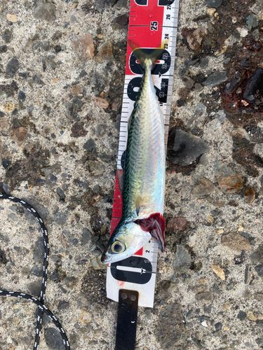 サバの釣果