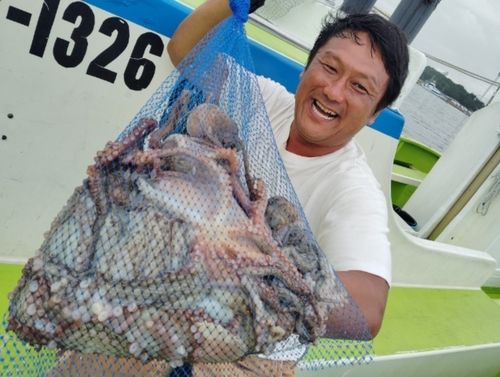 マダコの釣果