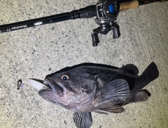 クロソイの釣果