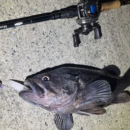クロソイ