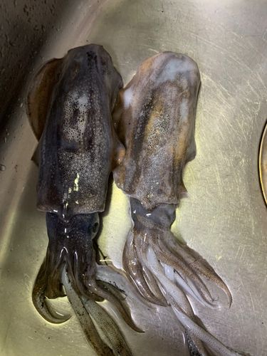 海上釣り堀オーパ