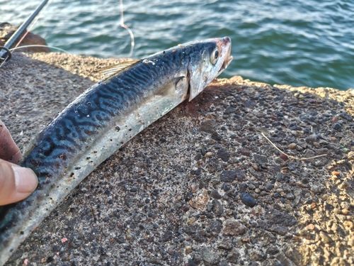 サバの釣果