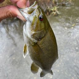 スモールマウスバス