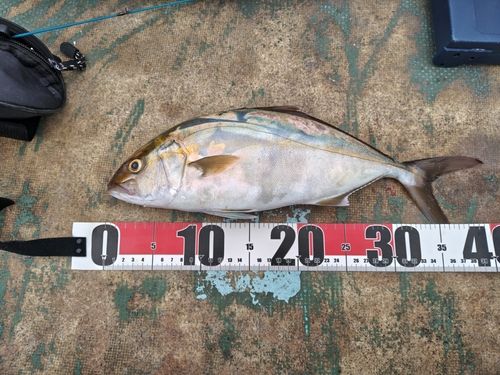シオの釣果