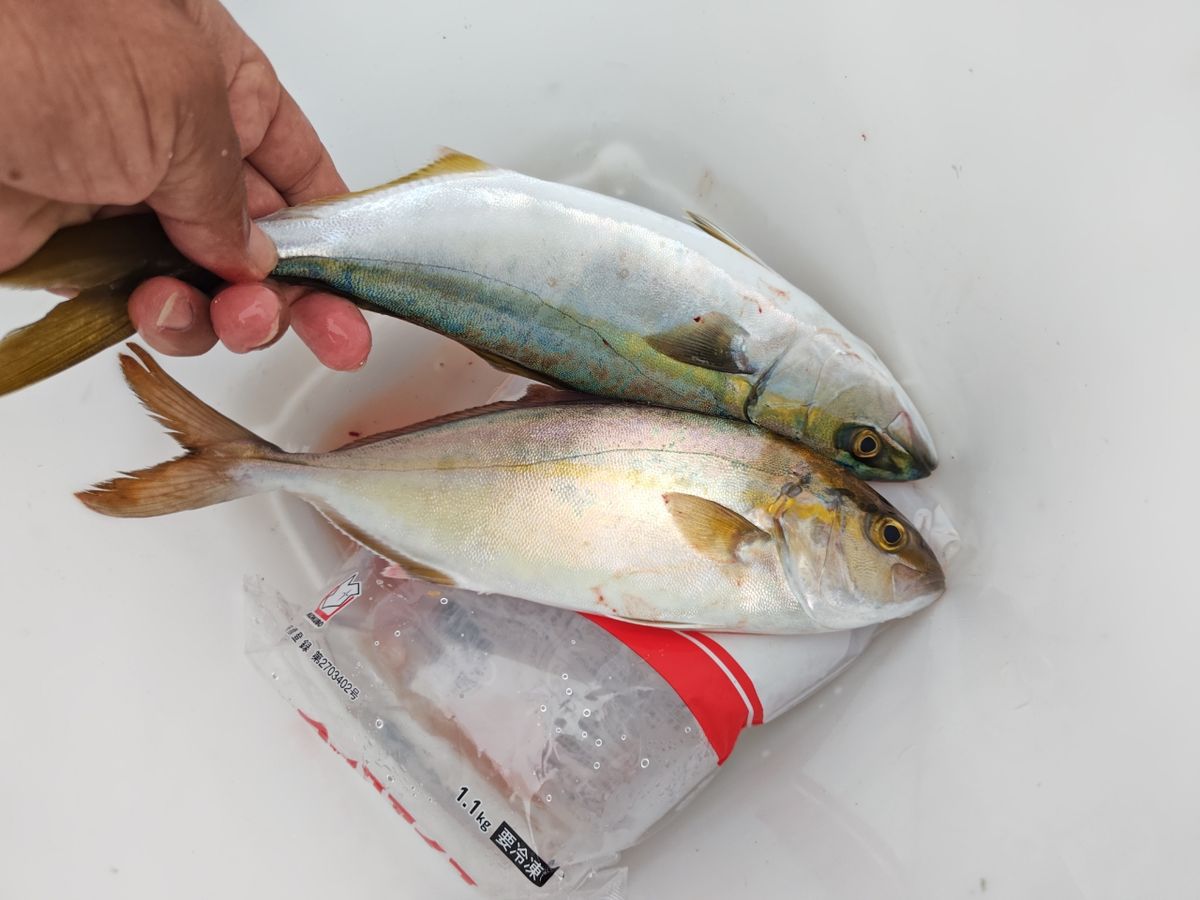 検査印Cさんの釣果 2枚目の画像