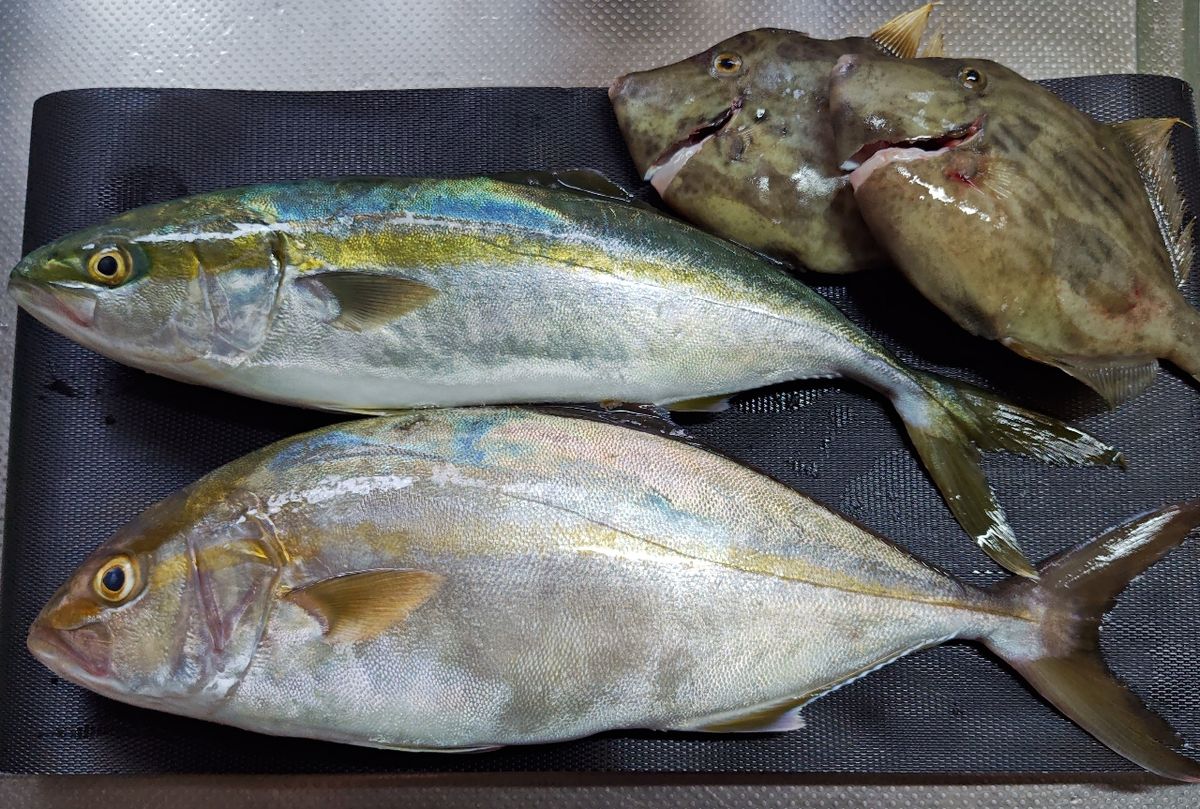 検査印Cさんの釣果 3枚目の画像