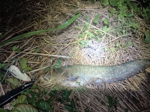 ナマズの釣果