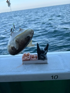 ショウサイフグの釣果