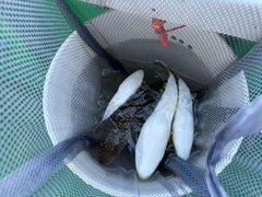 ショウサイフグの釣果