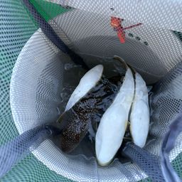 ショウサイフグ