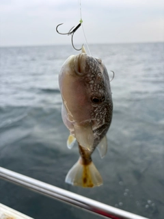 ショウサイフグの釣果