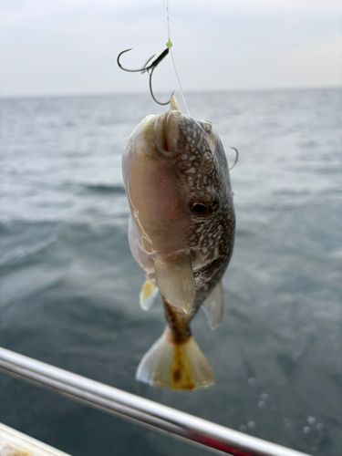 ショウサイフグの釣果