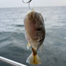 ショウサイフグ