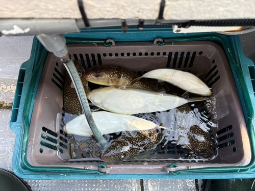 ショウサイフグの釣果