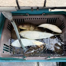 ショウサイフグ