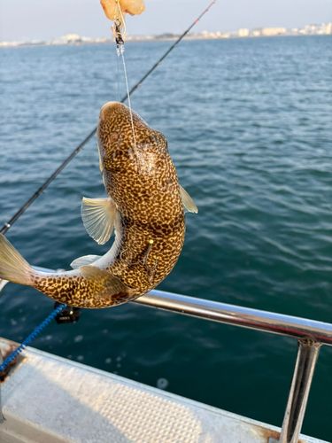 ショウサイフグの釣果