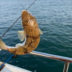 ショウサイフグ