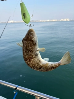 ショウサイフグの釣果