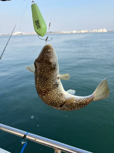 ショウサイフグの釣果