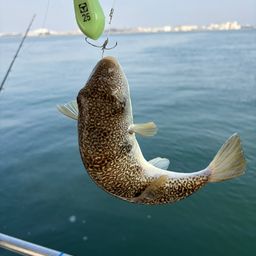 ショウサイフグ