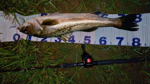 スズキの釣果