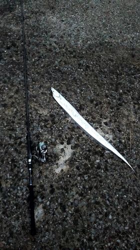 タチウオの釣果