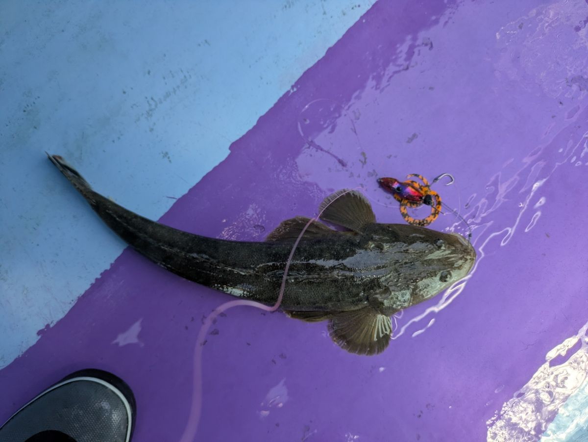 釣りバカじいさんさんの釣果 2枚目の画像