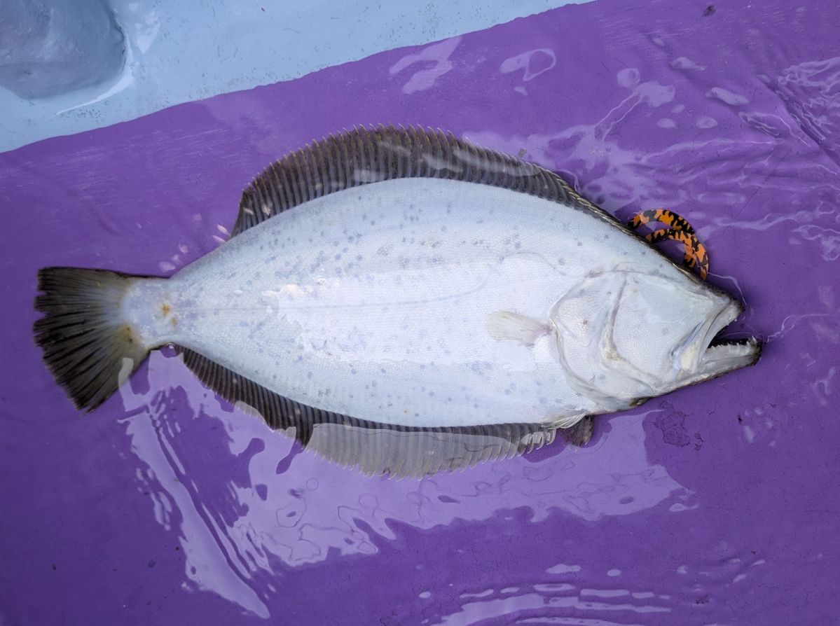釣りバカじいさんさんの釣果 3枚目の画像