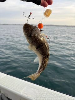 ショウサイフグの釣果