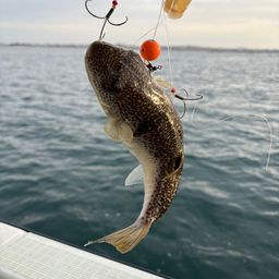 ショウサイフグ