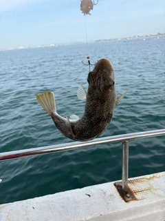 ショウサイフグの釣果