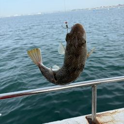 ショウサイフグ