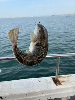 ショウサイフグの釣果