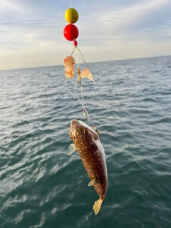 ショウサイフグの釣果