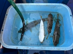 ハマチの釣果