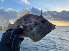 カワハギの釣果