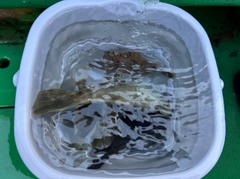サンバソウの釣果