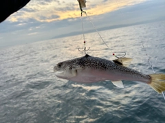 ショウサイフグの釣果