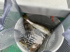 ハマチの釣果