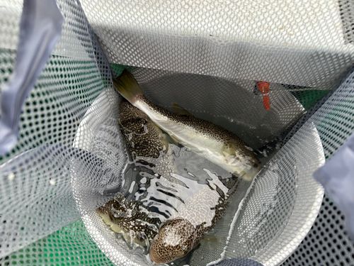 播磨灘